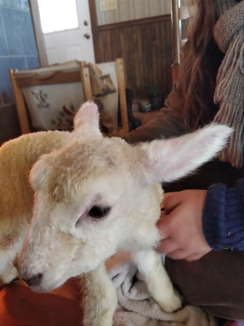 Illustration for article titled Fresh Lamb